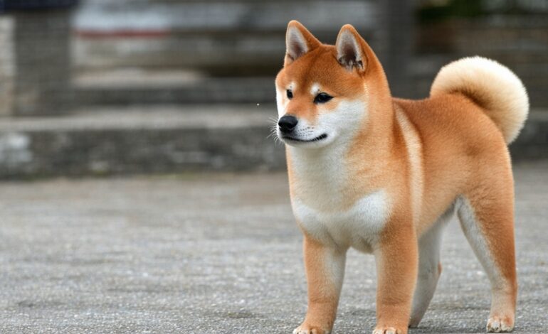 Shiba Inu Coin Price: Live SHIB Value, Chart & Market Analysis